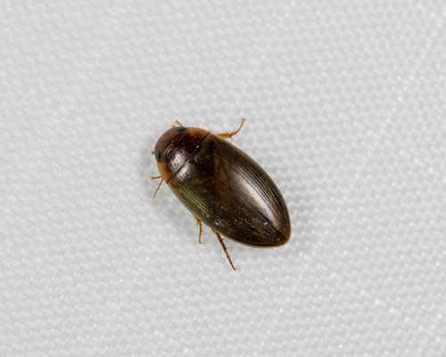 Chevrolat's Dytiscid photo 5