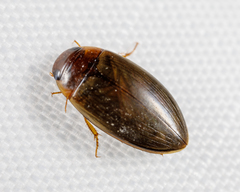 Copelatus chevrolati