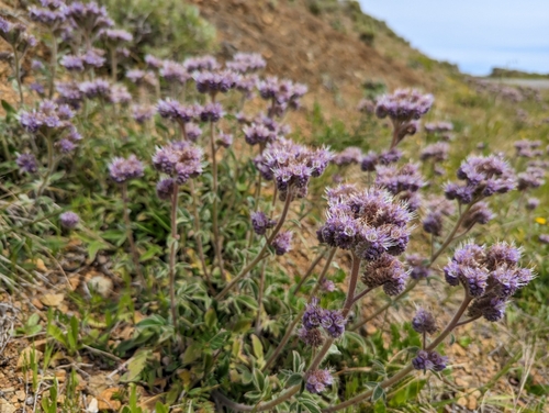 California Phacelia
