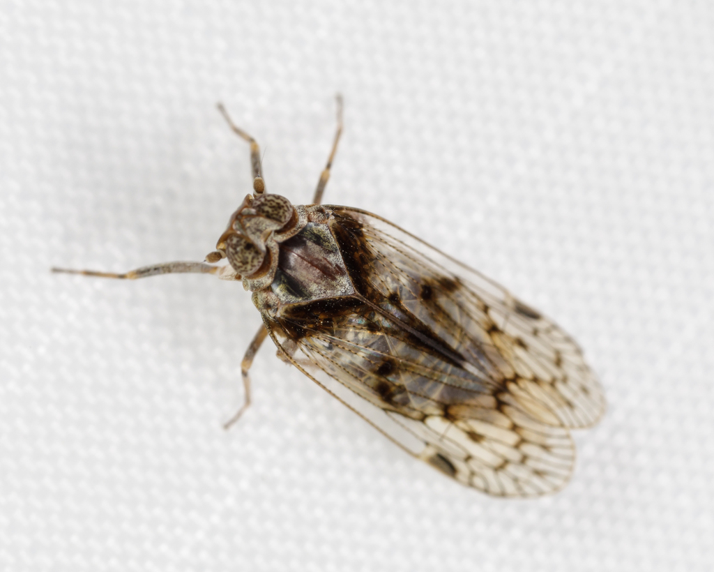 Oliaridus