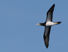 Brown Booby photo 2