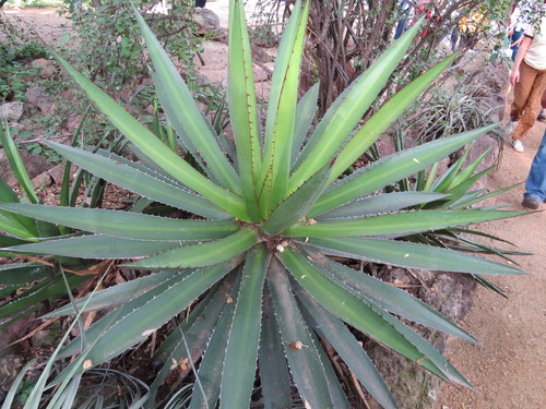 Agave purpusorum A.Berger 2