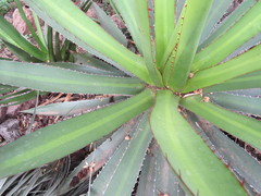 Agave ghiesbreghtii