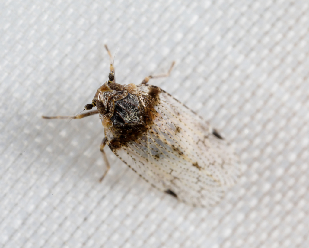 Cixius stigmatus