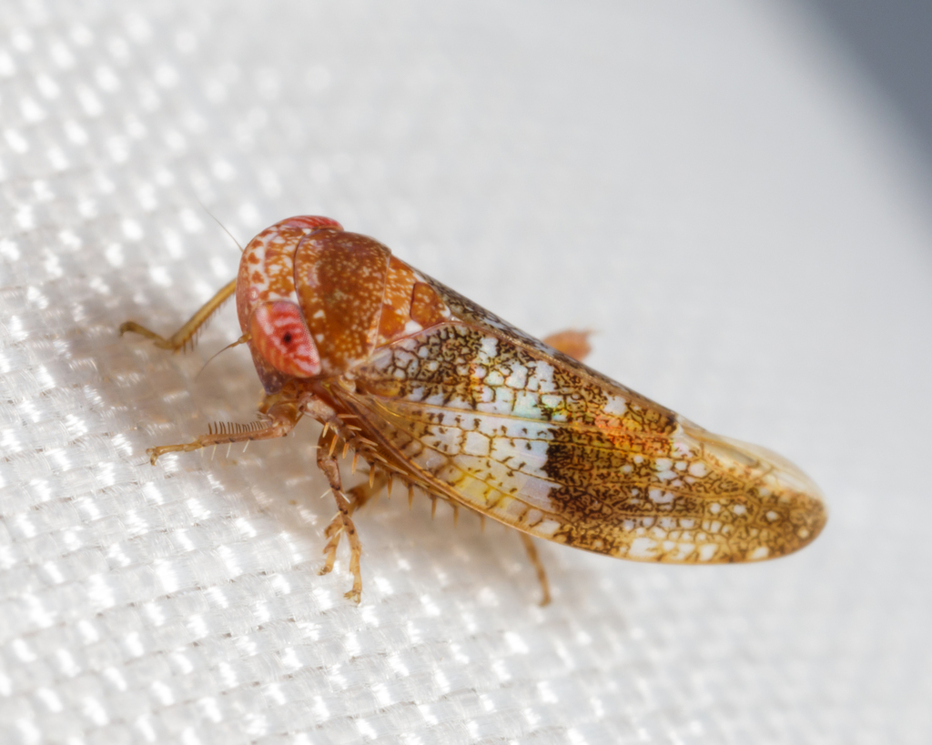 Norvellina helenae