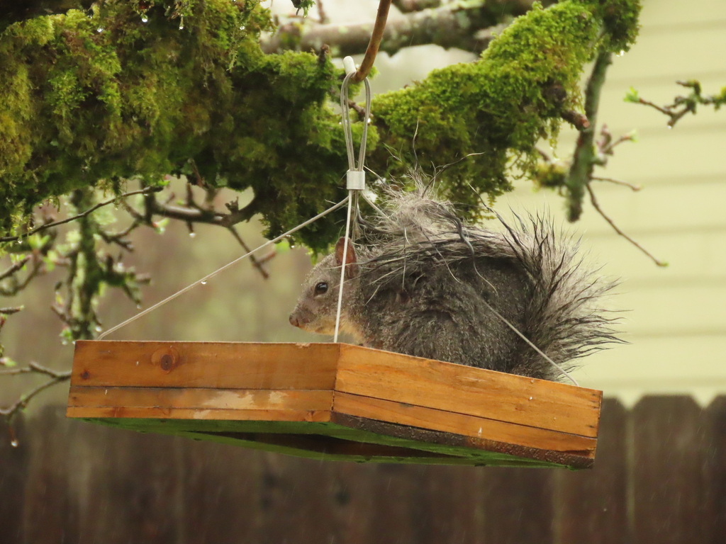 Western Gray Squirrel from Corvallis, OR, USA on April 10, 2023 at 09