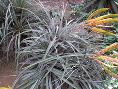 Bromeliaceae