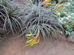 Bromeliaceae