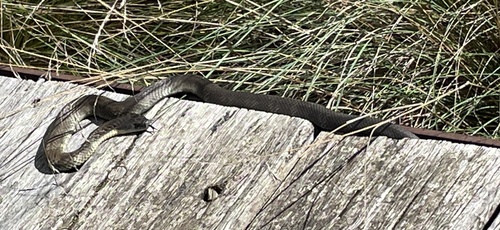 Tiger Snake sighting