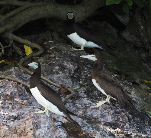 Piquero pardo (Sula leucogaster)