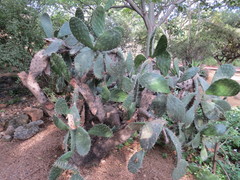 Opuntia