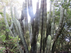Cactaceae