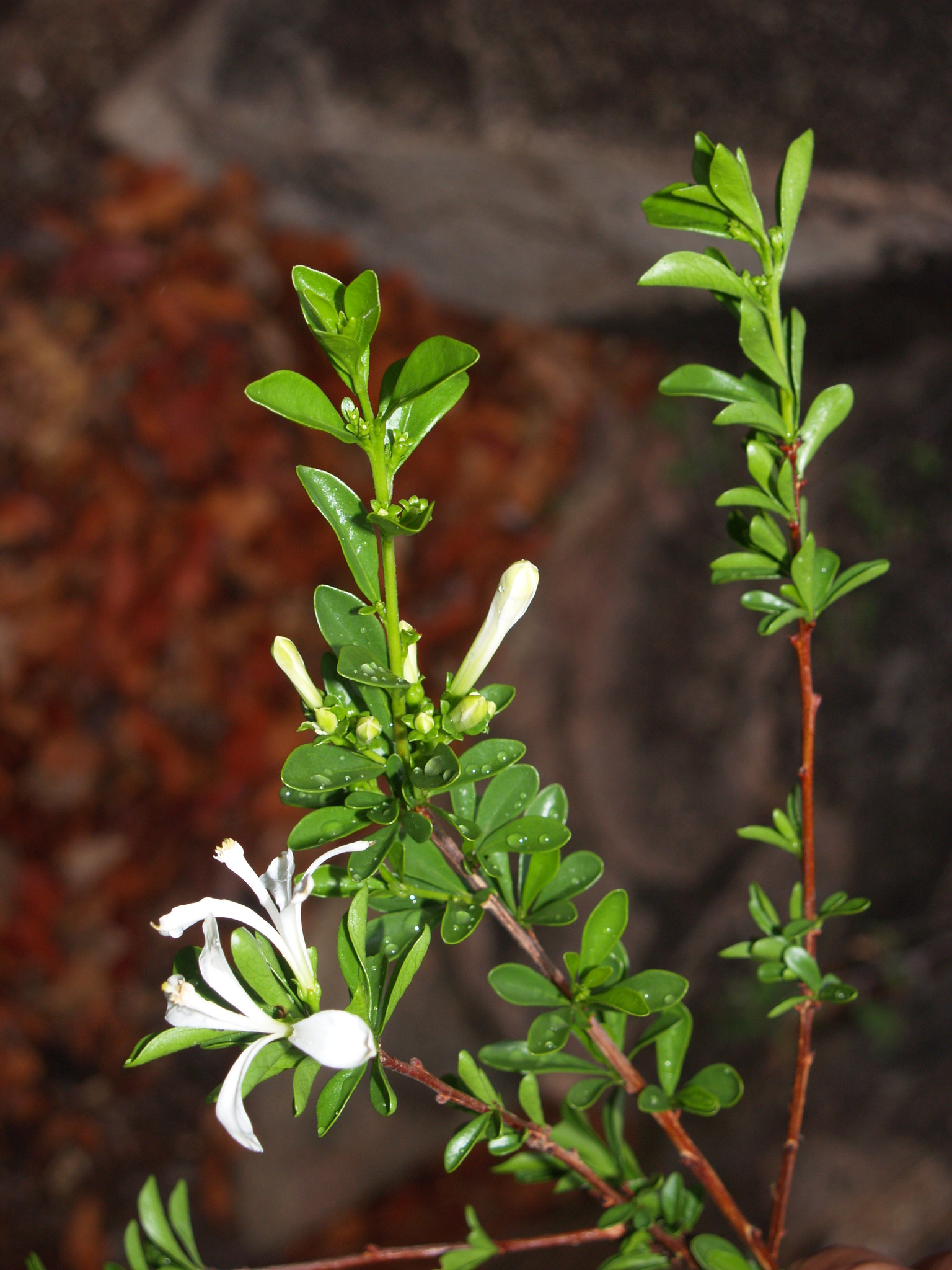 Meliaceae