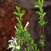 Meliaceae - Photo (c) setlhare, alguns direitos reservados (CC BY-NC)