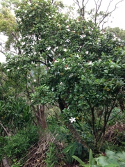 Hibiscus arnottianus