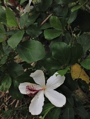 Hibiscus arnottianus