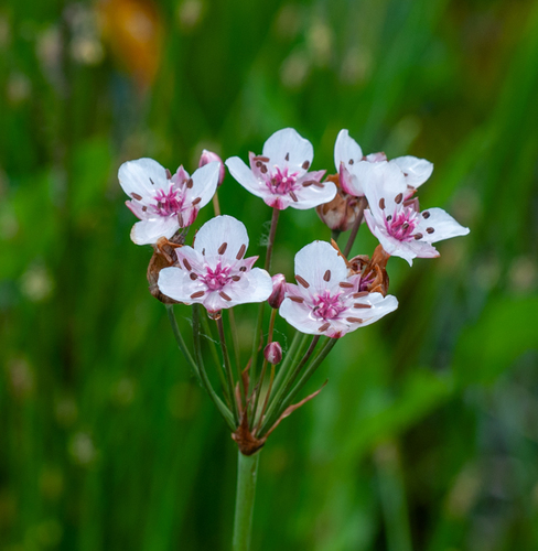 Flowering-rush