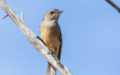 Australian Golden Whistler photo 6