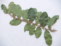 Mystroxylon aethiopicum image