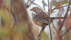 Striated Grasswren photo 2