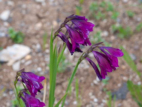 Steppe Gladiolus