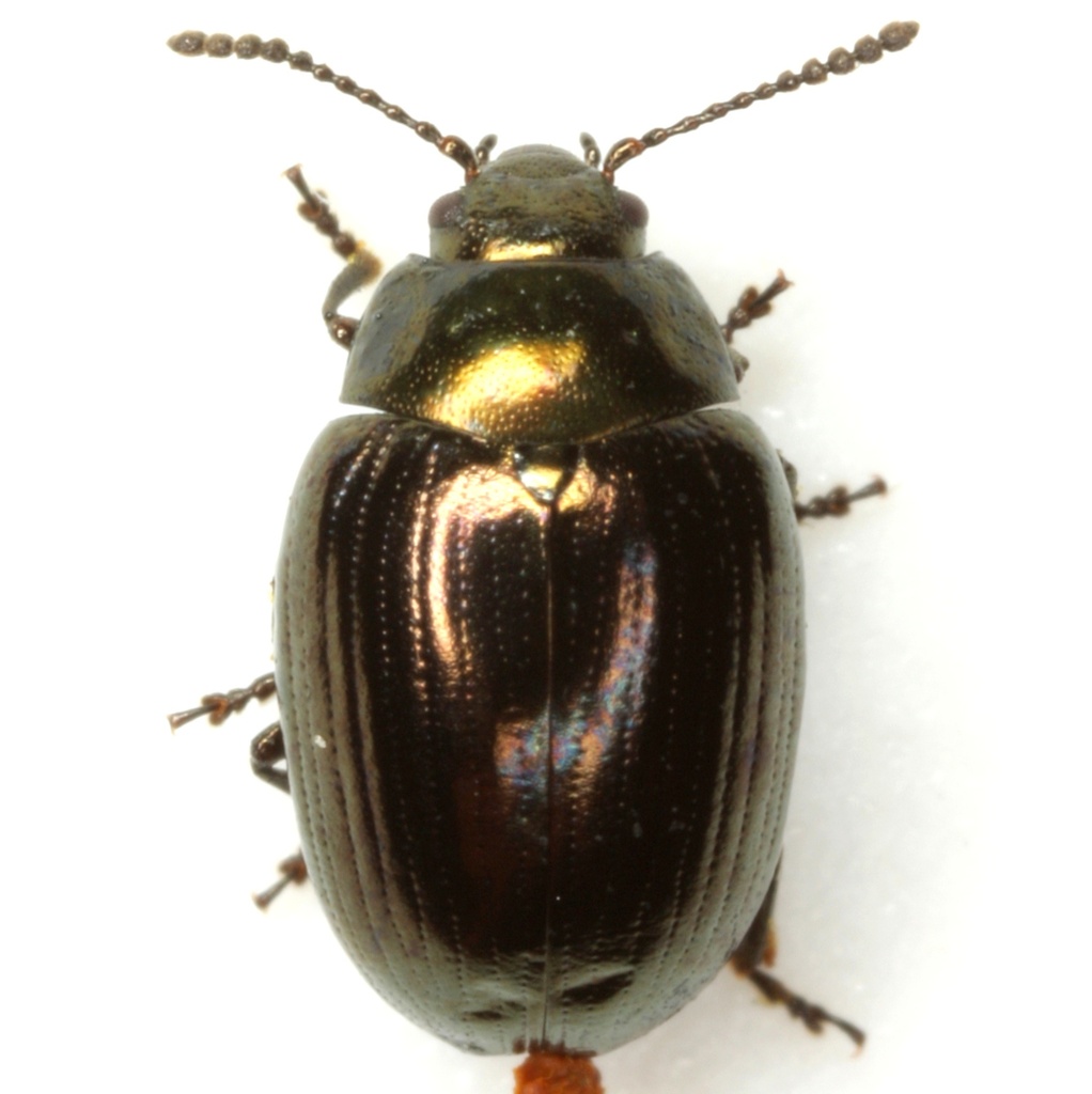 Coreopsis Leaf Beetle