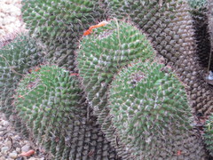 Cactaceae