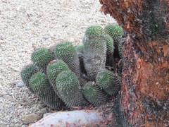 Cactaceae