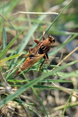Asilus crabroniformis