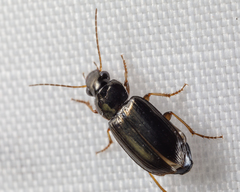 Selenophorus fatuus