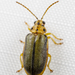 Elm Leaf Beetle - Photo (c) Meghan Cassidy, some rights reserved (CC BY-SA), uploaded by Meghan Cassidy