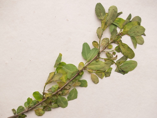Euphorbia espinosa image
