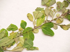 Euphorbia espinosa image