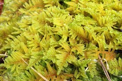 Hypnum plumaeforme