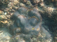 Leptoria phrygia