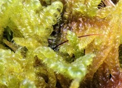 Hypnum plumaeforme