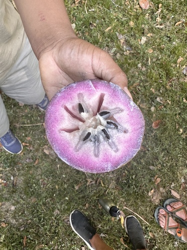 Chrysophyllum cainito - Leaves