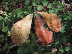 Magnolia obovata