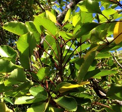 Cheirodendron trigynum