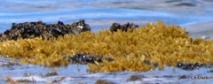 Sargassum aquifolium