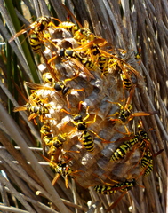 Polistes mongolicus