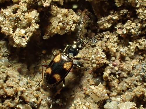 Bembidion horni
