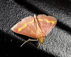 Pyrausta pseuderosnealis