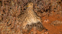 Plains-Wanderer photo 2