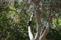 Chloropicus griseocephalus