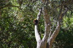 Chloropicus griseocephalus