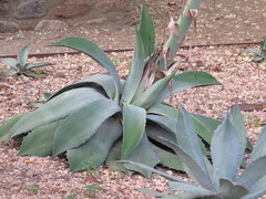 Agave seemanniana
