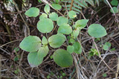 Fuchsia perscandens