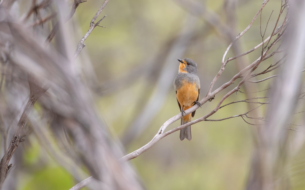 Red-lored Whistler photo