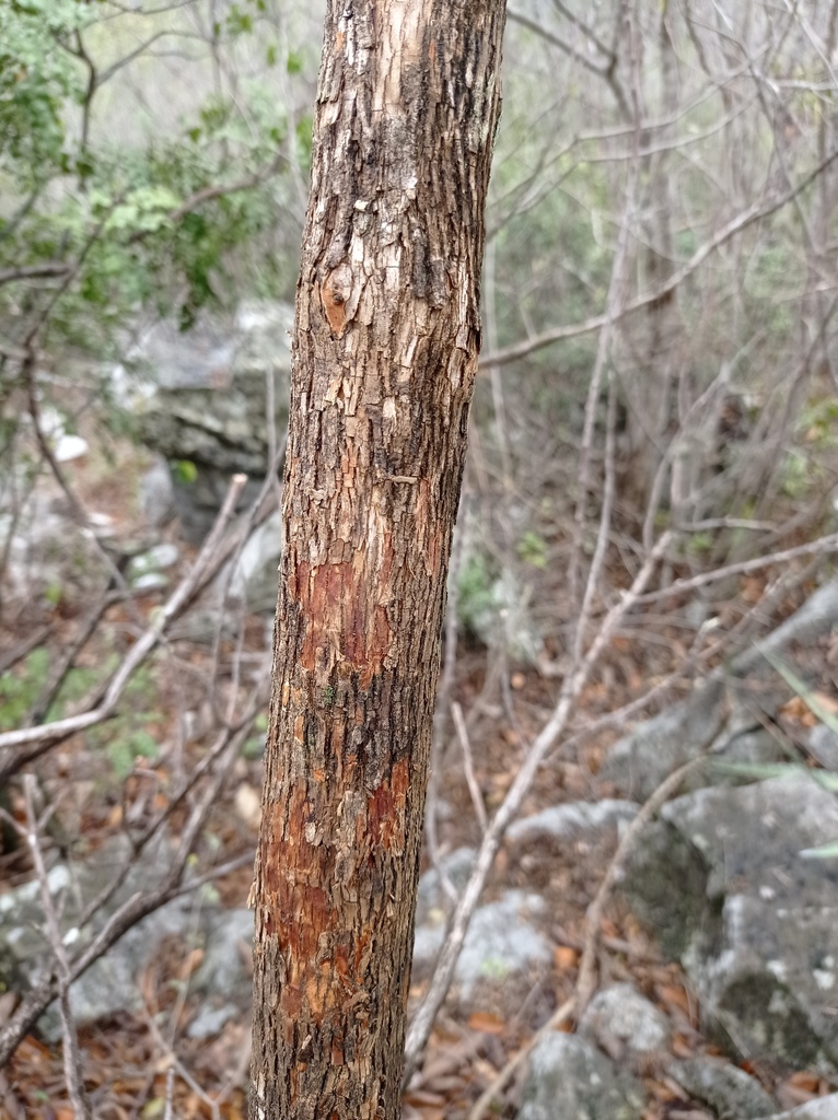 Mexican kidneywood from Municipio de Victoria, Tamps., México on March ...